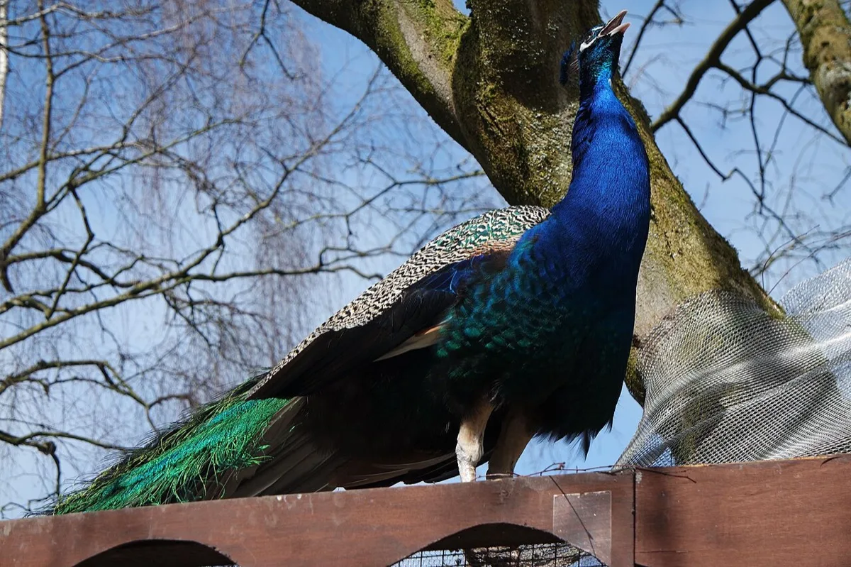 A peacock at Walton Hall and Gardens. The park is free to enter and so is its children's zoo; the only charge is £4 to £5 for the car park